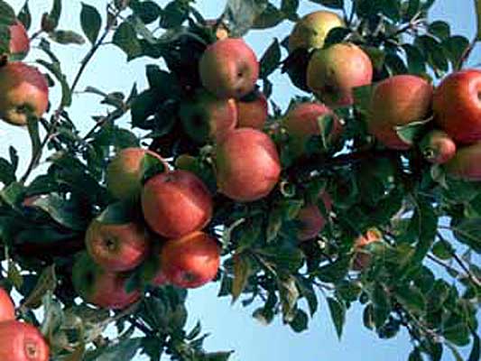 bodensee-apfel-jonagold bodensee-apfel-jonagold